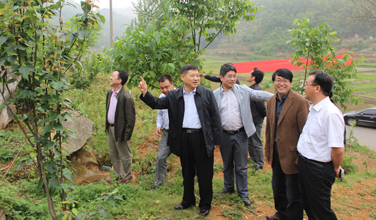 姚小泉书记到兴仁县KY.COM与贵州洪黔薄壳核桃公司合建的巴铃镇核桃产业基地调研